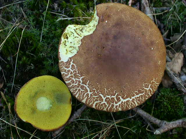  tempo di .... Boletus